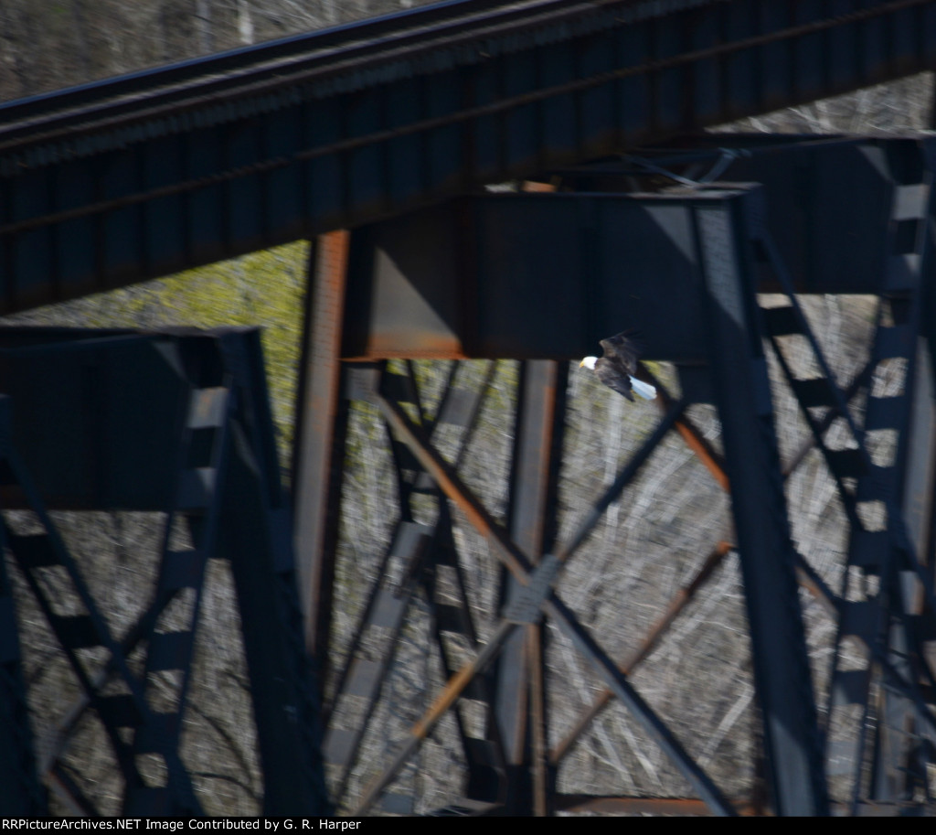 Eagle frolicking by the James River trestle entertained me while waiting for the NS research and test train to show up.